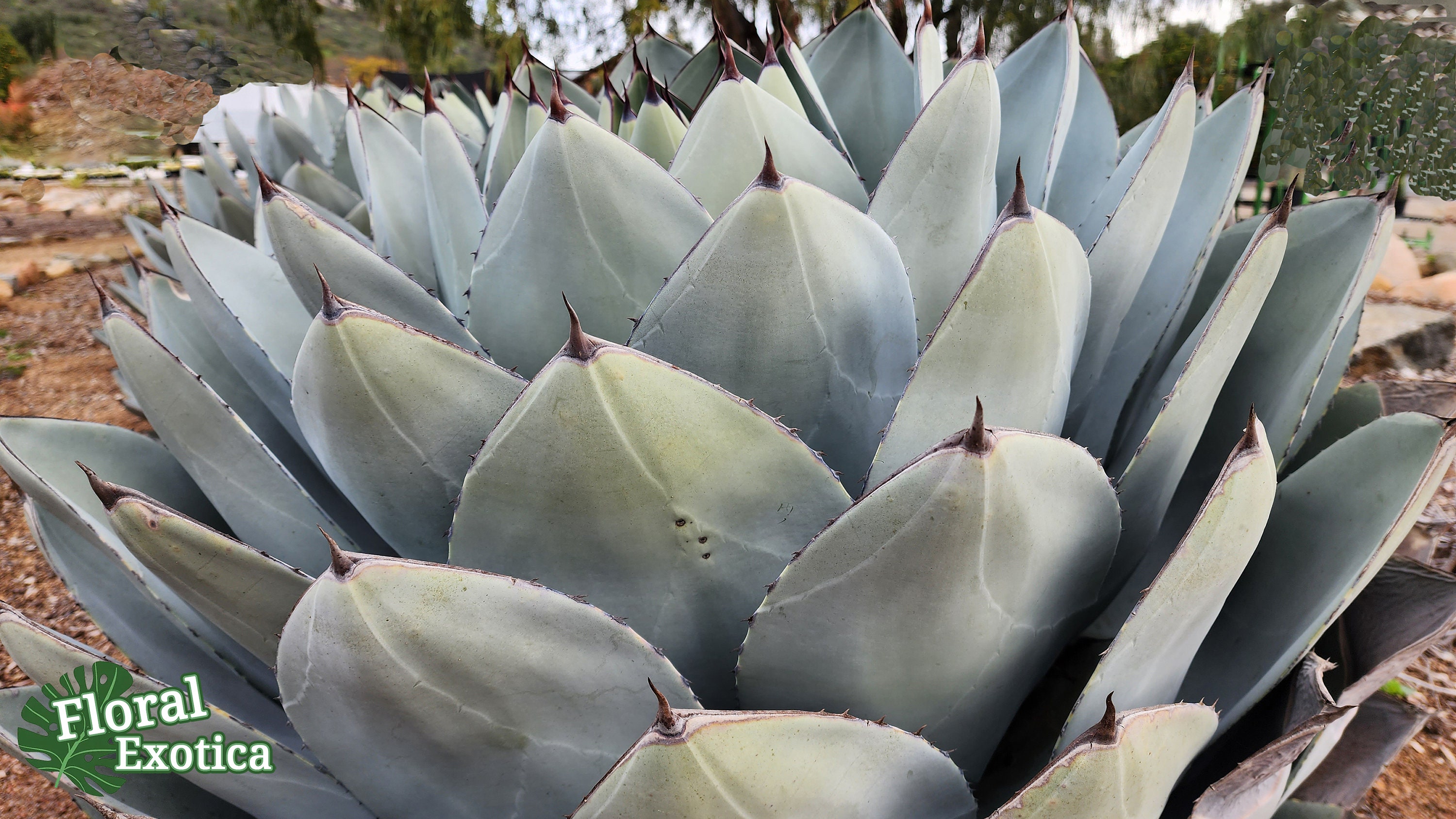 Agave Parryi Truncata アガベ パリー トルンカータ トランカータ 龍舌 Agave Parryi Truncata アガベ パリー トルンカータ トランカータ 龍舌