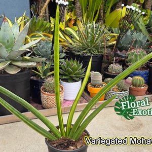 Könnte beinhalten: Eine panaschierte Schlangenpflanze mit langen, dünnen, grünen und gelben Blättern. Die Pflanze steht in einem schwarzen Topf und befindet sich auf einer Holzoberfläche. Der Text "Floral Exotica" und "Variegated Mohawk" ist auf dem Bild zu sehen.