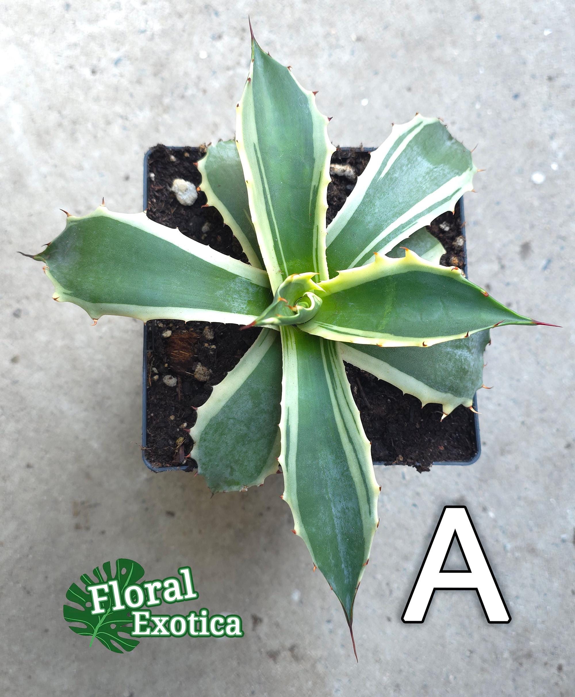 Variegated Agave Parrasana 