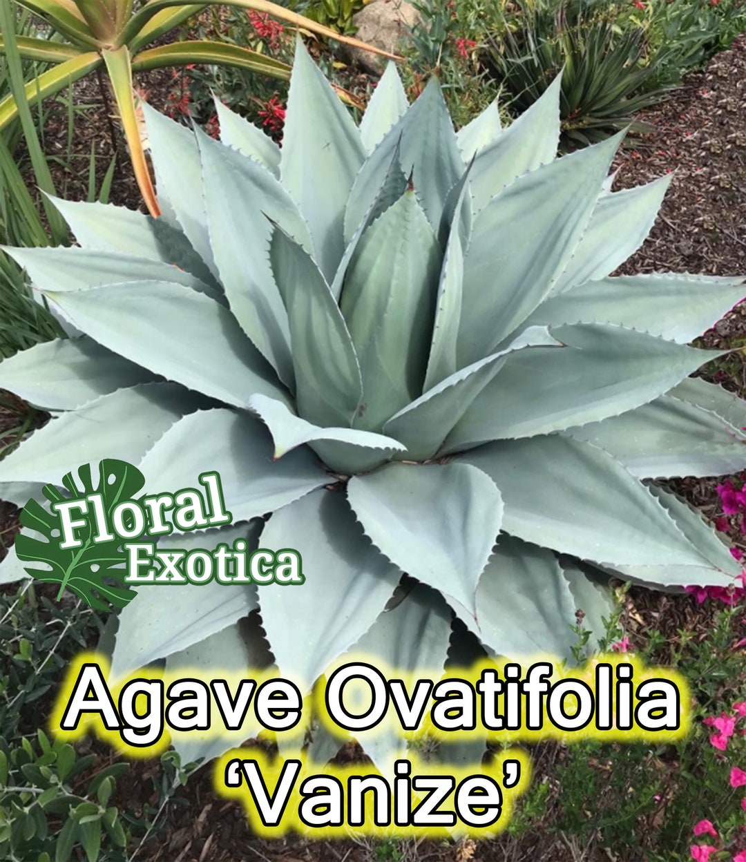 Ovatifolia vanize Whale's Tongue Agave - Etsy