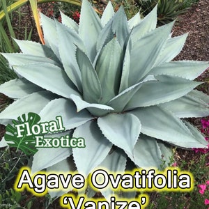 Ovatifolia &quot;Vanize&quot; - Whale&#39;s Tongue Agave -  Broad Leave Rosette Agave - Premium Agave