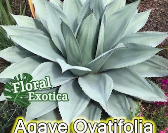 Buy Ovatifolia 