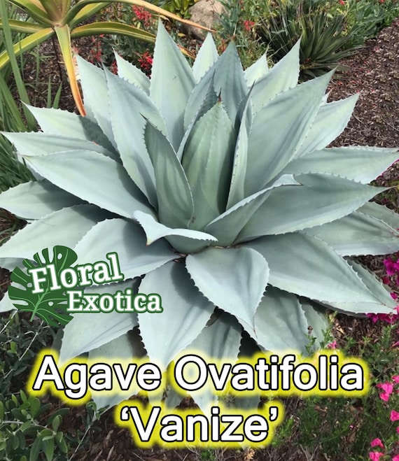 Agave Ovatifolia 'vanize' - Whale's Tongue Agave - Collector Plant