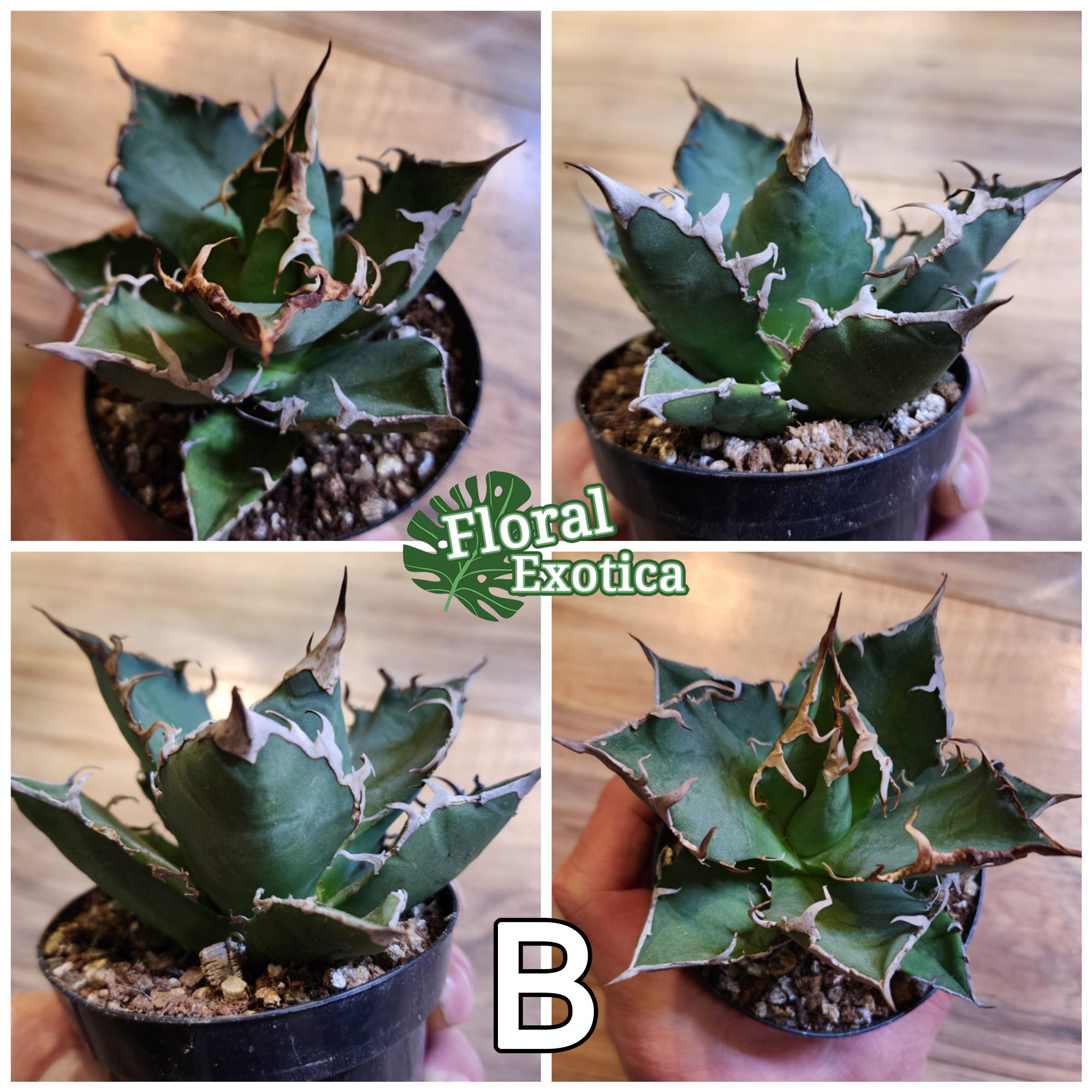 Agave Titanota 'caesar' - アガベ チタノタ “シーザー” - 凱撒 Agave Titanota 'caesar' - アガベ チタノタ “シーザー” - 凱撒