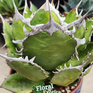 Titanota FO76 Agave: Sukkulente für Sammler