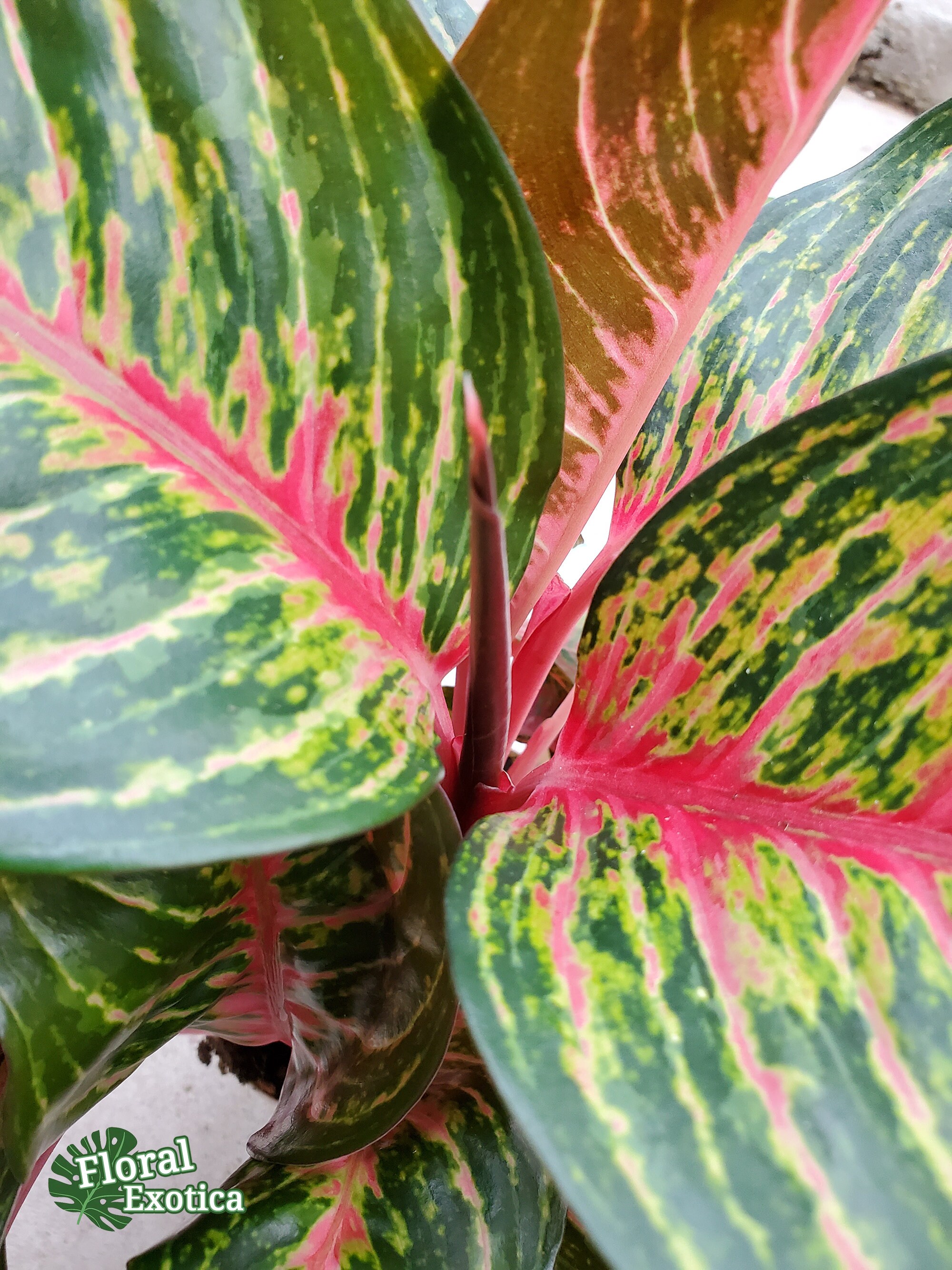 dracaena snake plant Snake Plant 'Sayuri' | Low Light Plants & Houseplants Delivery
