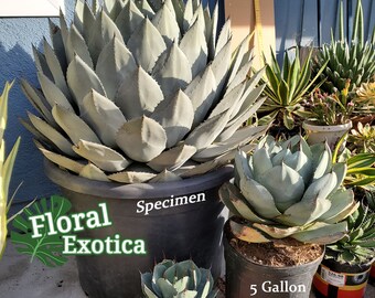 Agave Parryi Truncata - アガベ パリー トルンカータ トランカータ