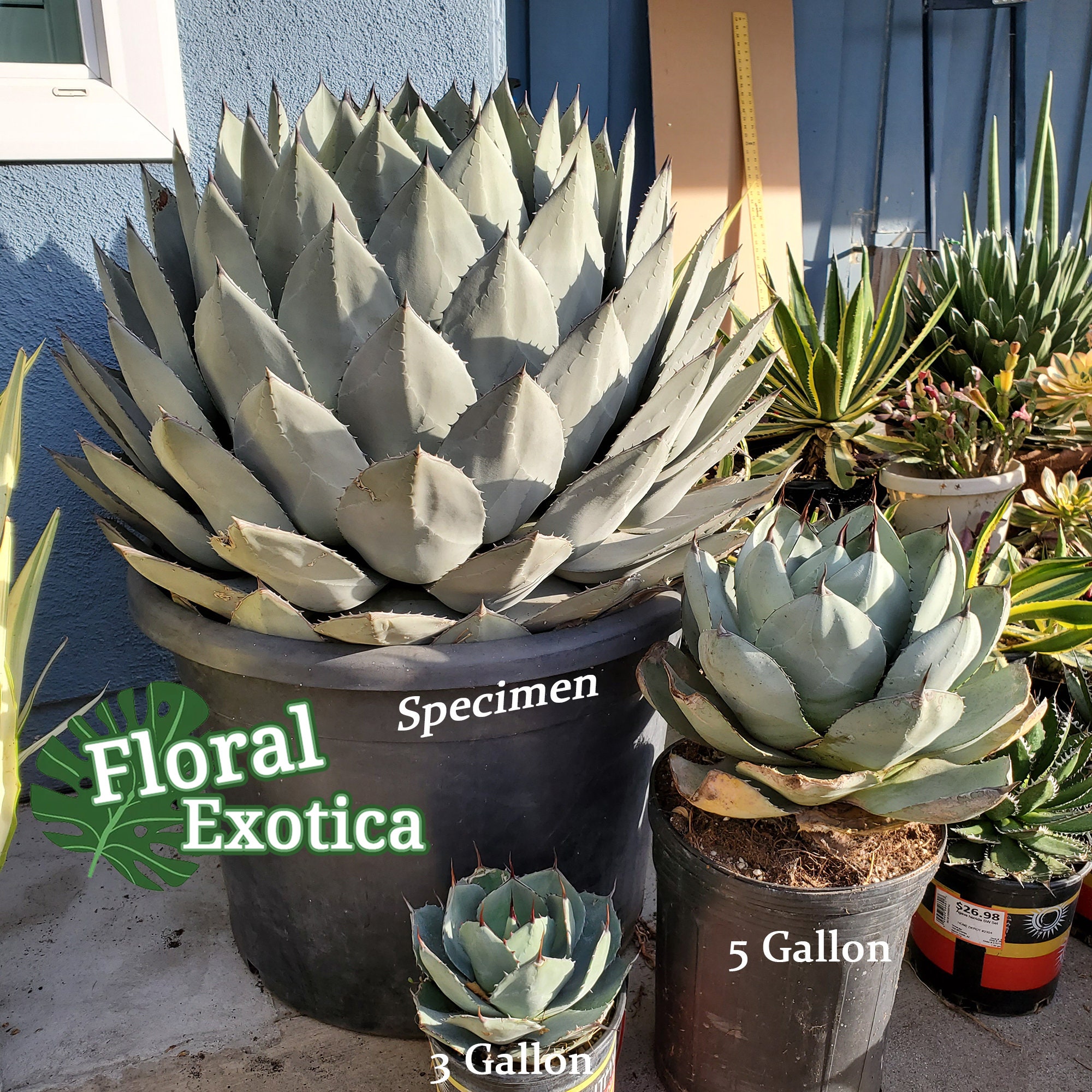 Agave Parryi Truncata - アガベ パリー トルンカータ Agave Parryi Truncata - アガベ パリー トルンカータ