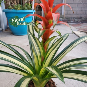 Fancy Bromeliad Guzmania George RARE Variegated Guzmania Highly Acclaimed Variegated Foliage image 2