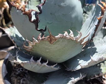 Titanota 