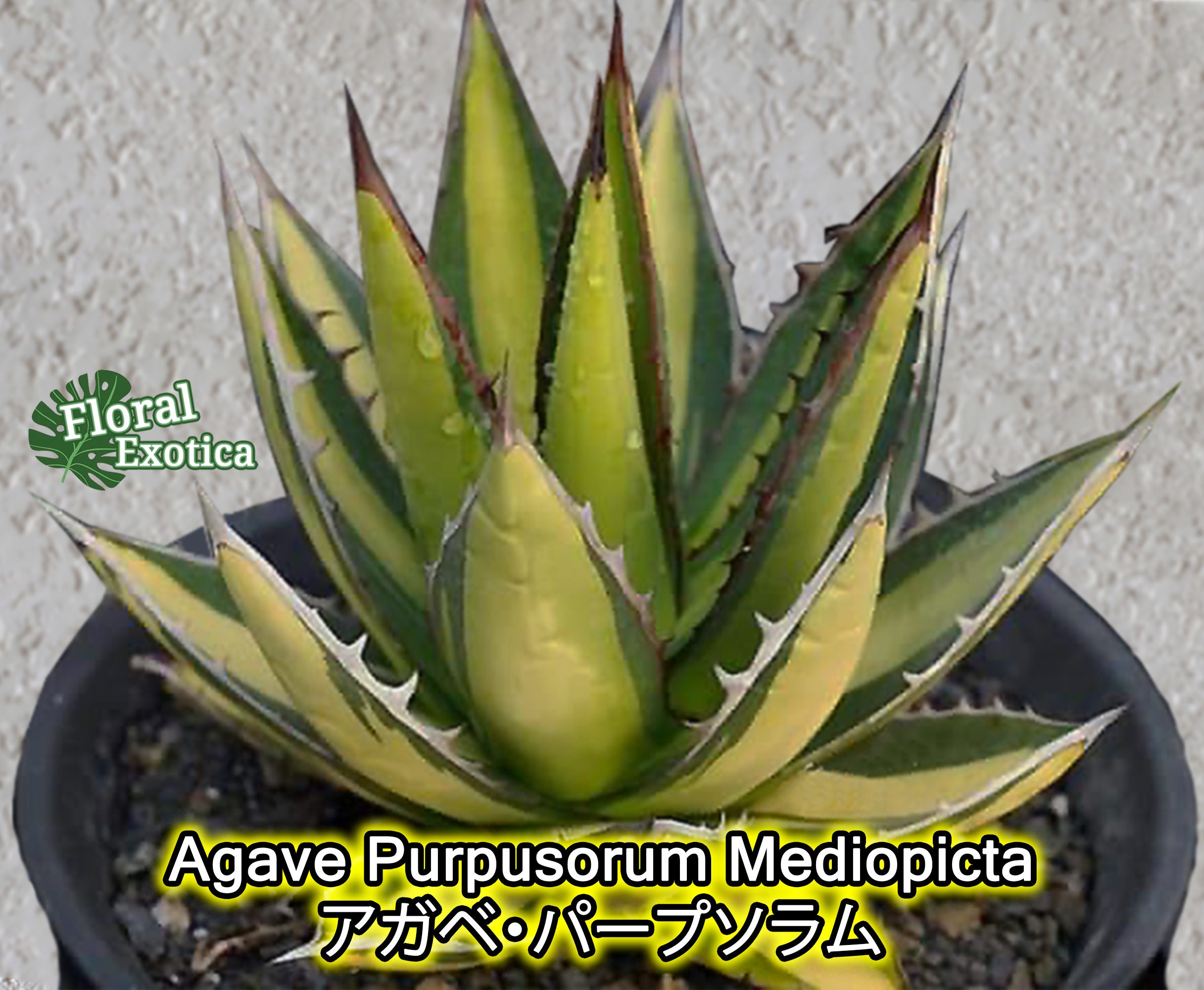 アガベホリダ 植物/観葉植物 インテリア小物 インテリア・住まい・小物