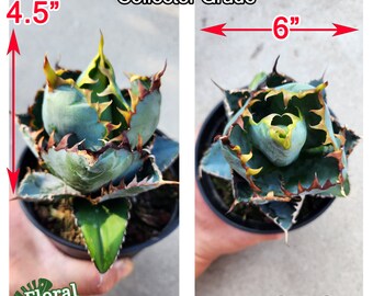 Titanota Black and Blue [blue Ball] - チタノタ ブルーボール - 籃球