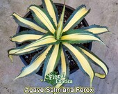 アガベ フェロックス覆輪斑　美株　オバティフォリア　パリー　ジョーズ　モンタナ Agave Salmiana Var. Ferox Mediopicata 'alex' - アアガベ サルミアナ