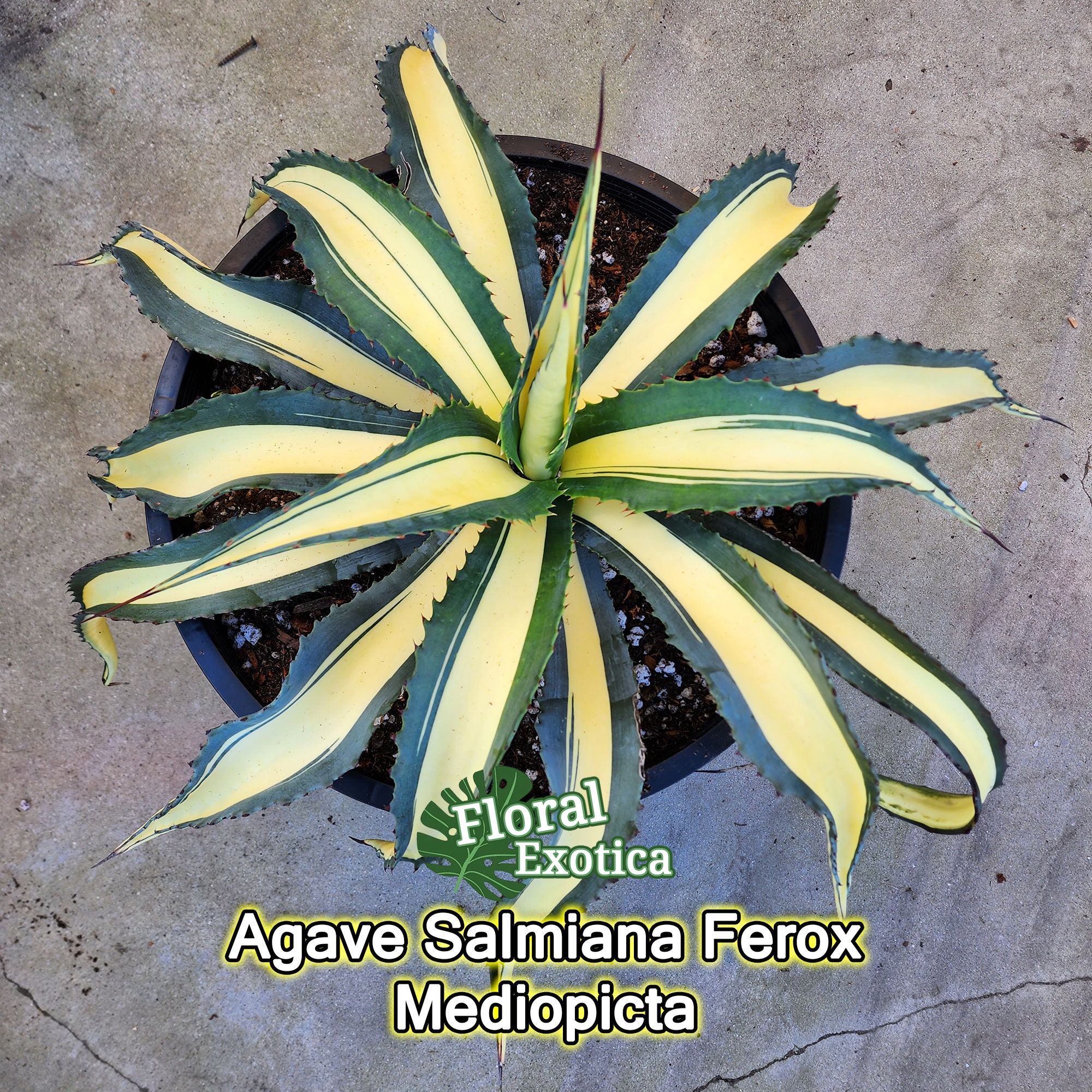 Agave Salmiana var. Ferox Mediopicata 'Alex' - アアガベ Agave Salmiana var. Ferox Mediopicata 'Alex' - アアガベ
