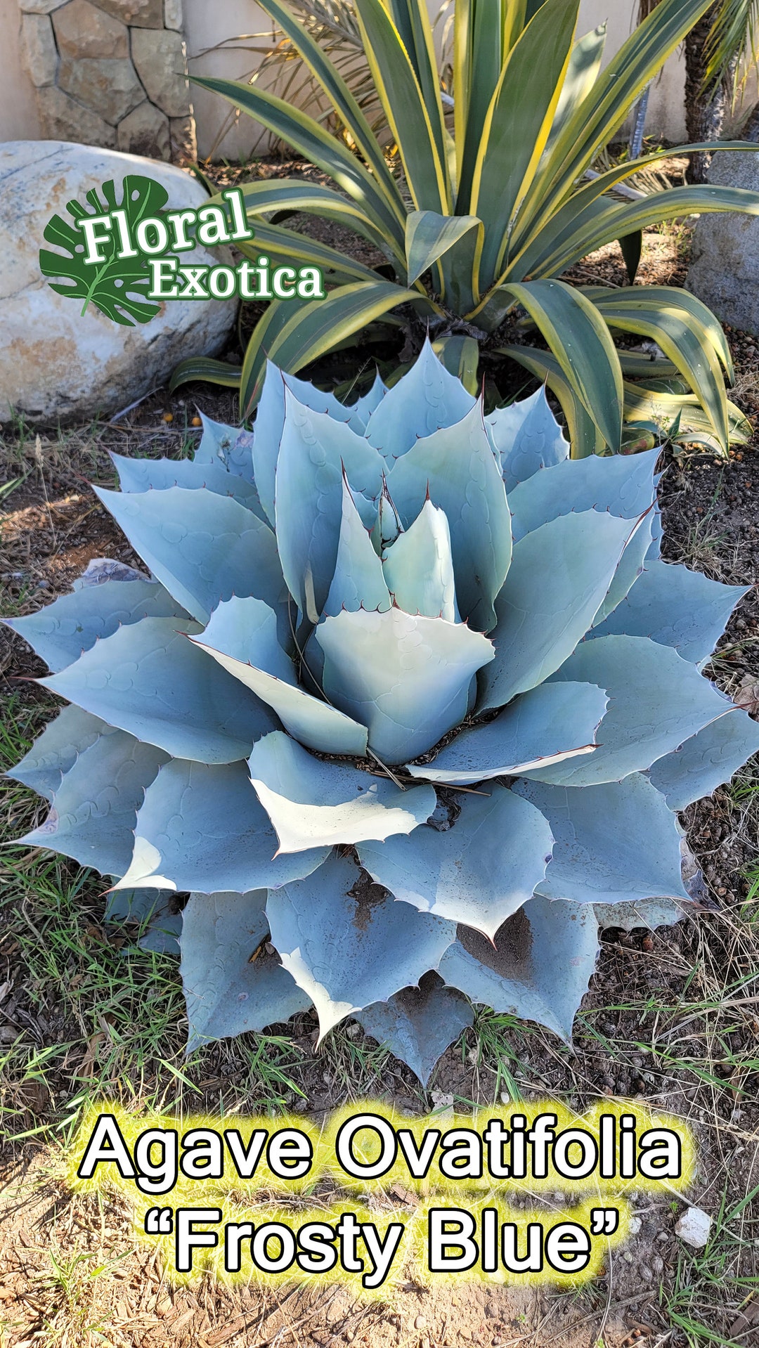 Ovatifolia blue Frost Whale's Tongue Agave Broad Leave Rosette Agave  Premium Agave - Etsy Canada