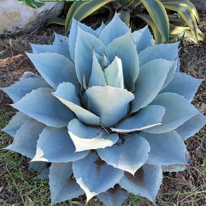 Ovatifolia blue Frost Whale's Tongue Agave Broad Leave