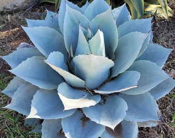 Ovatifolia "Blue Frost" - Whale's Tongue Agave -  Broad Leave Rosette Agave - Premium Agave