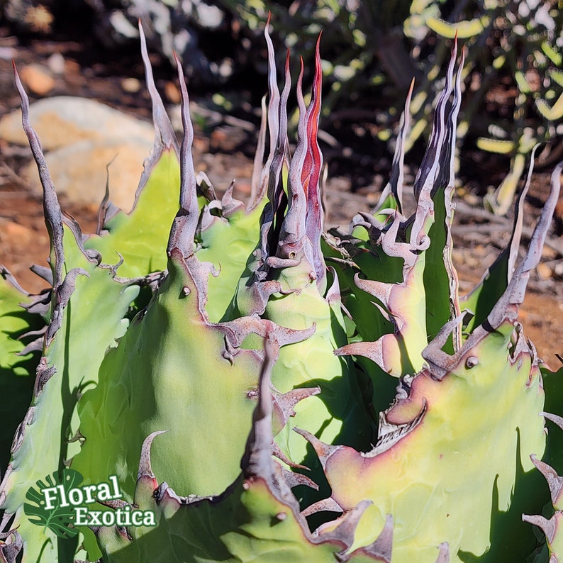 Agave Parrasana 'Globe' アガベパラサナ グローブ 龍舌蘭専門店 Specialty Agave Shop US Stock 植物検疫証明書付きで出荷 image 2