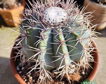 Melo Cactus Azures  - Blue Melo -  Turk's Cap Cactus - Cap Forming - Blooming Specimen