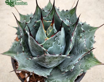 Agave Parrasana 'Globe' Exact Specimen - Premium Select - アガベパラサナ グローブ - 龍舌蘭専門店 - Specialty Agave Shop - US Stock - 植物検疫証明書付きで出荷