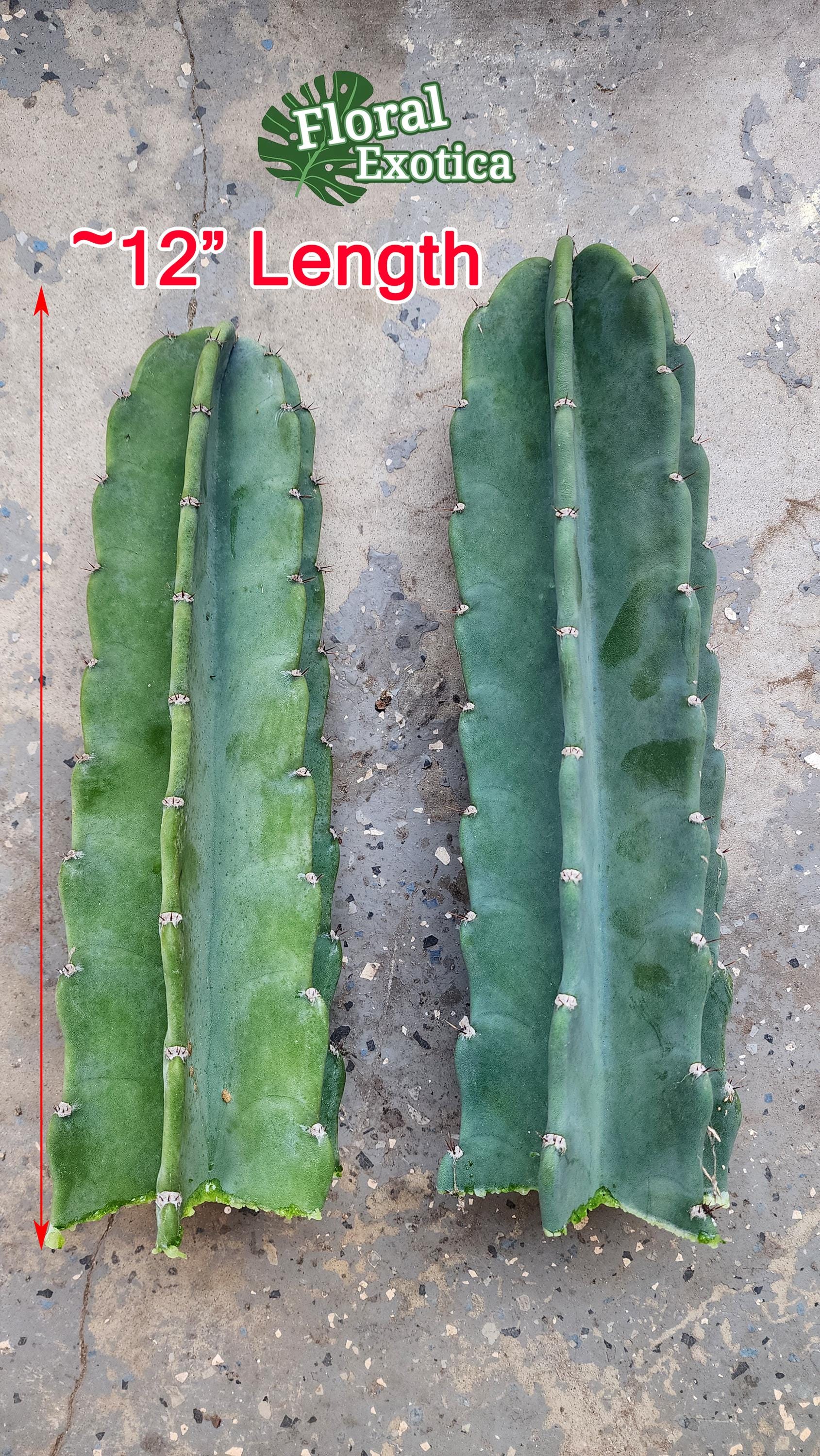 Apple Cereus Cactus Cutting - Select from Various Length - Etsy sterreich