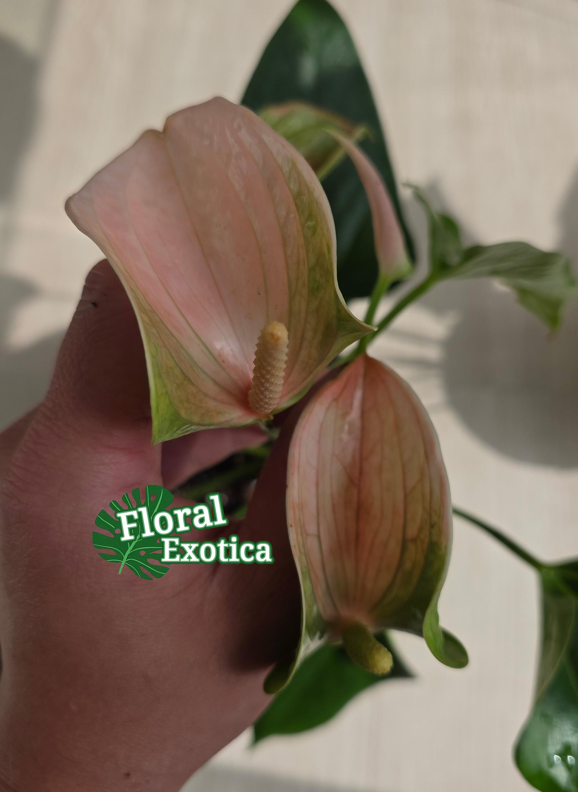 Anthrium Joli Peach - Novelty Anthurium - Florist Quality - 4" Starter -  Etsy