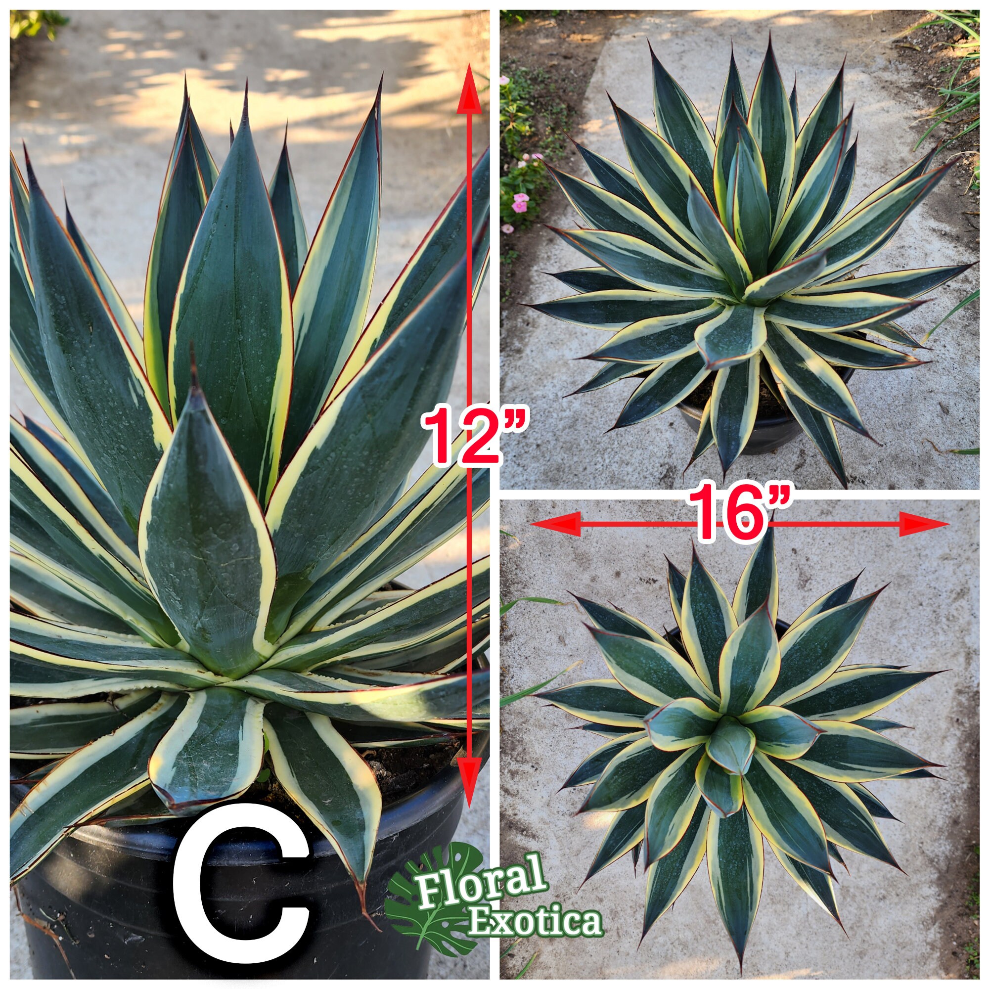 2024年最新入荷 Snowglow Agave 藍光白覆輪 - アガベブルーグロー斑入り - アガベ