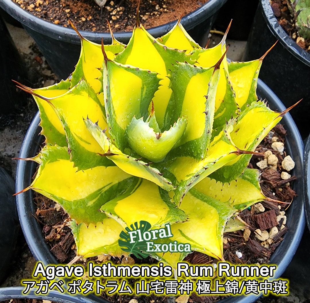 Agave Isthmensis Rum Runner アガベ ポタトラム 山宅雷神 Etsy Agave Isthmensis Rum Runner アガベ ポタトラム 山宅雷神 Etsy