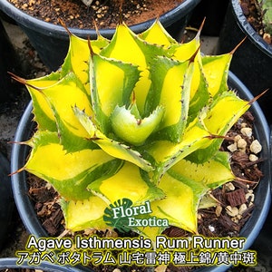 Agave Isthmensis "Rum Runner" - アガベ ポタトラム 山宅雷神 極上錦/黄中斑 - 龍舌蘭専門店 - Specialty Agave Shop - US Stock - 植物検疫証明書付きで出荷