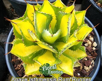 Agave Isthmensis "Rum Runner" - アガベ ポタトラム 山宅雷神 極上錦/黄中斑 - 龍舌蘭専門店 - Specialty Agave Shop - US Stock - 植物検疫証明書付きで出荷