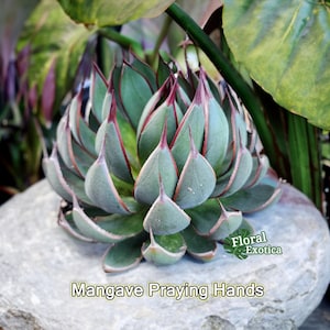 Mangave Praying Hands - マンガベの祈りの手 - 希少植物 - Ultra Rare - 龍舌蘭専門店 - US Stock - 植物検疫証明書付きで出荷