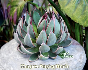 60\r株 多肉植物 アガベ　ポタトラム　キュービック アガベ ポタトラム キュービック 60株 多肉植物 アガベ ポタトラム