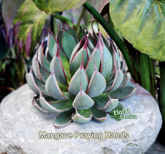 藤*原様 多肉植物・アガベ ・精品・パリートルンカータ'オリザバ' 抜き