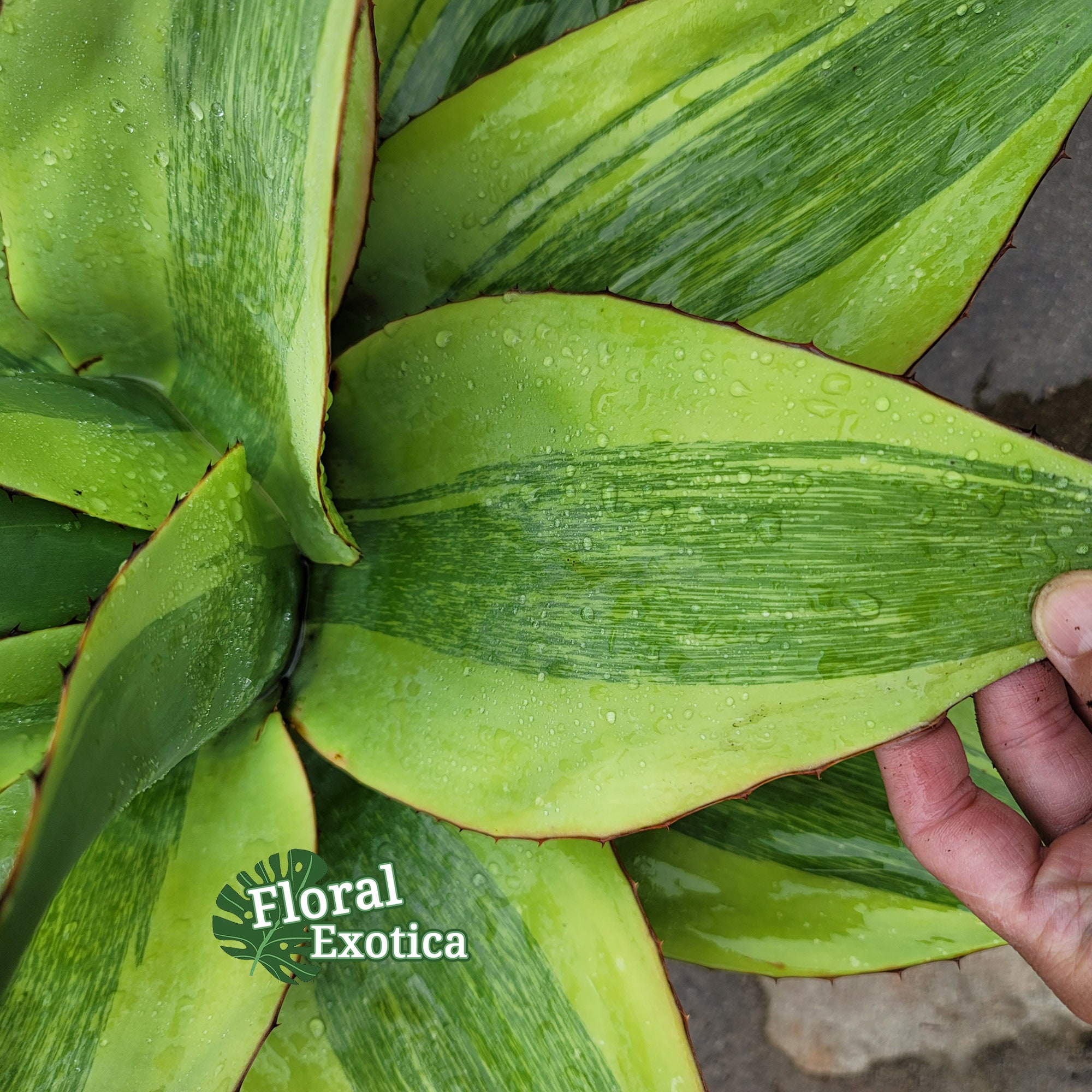 Variegated Ovatifolia Variegated Ovatifolia