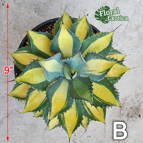 Agave Isthmensis 