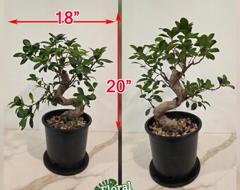 juniperus procumbens nana bonsai Juniper Bonsai Tree/Water Bonsai Pot