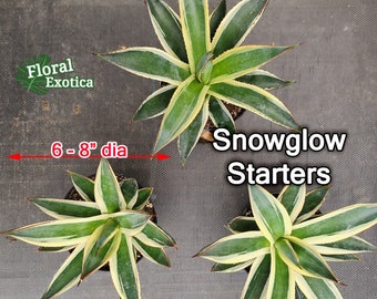 Snowglow Agave - アガベブルーグロー斑入り - 藍光白覆輪 Snowglow Agave - アガベブルーグロー斑入り - 藍光白覆輪