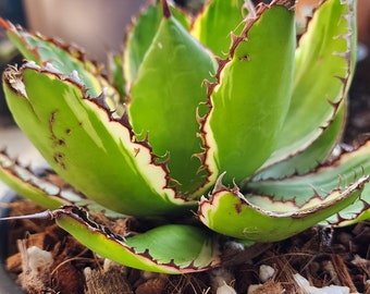 アガベ ボビコルヌータ 限定値下げ Yahoo!オークション - hp 22 アガベ ボビコルヌータ 選抜株 w約34cm