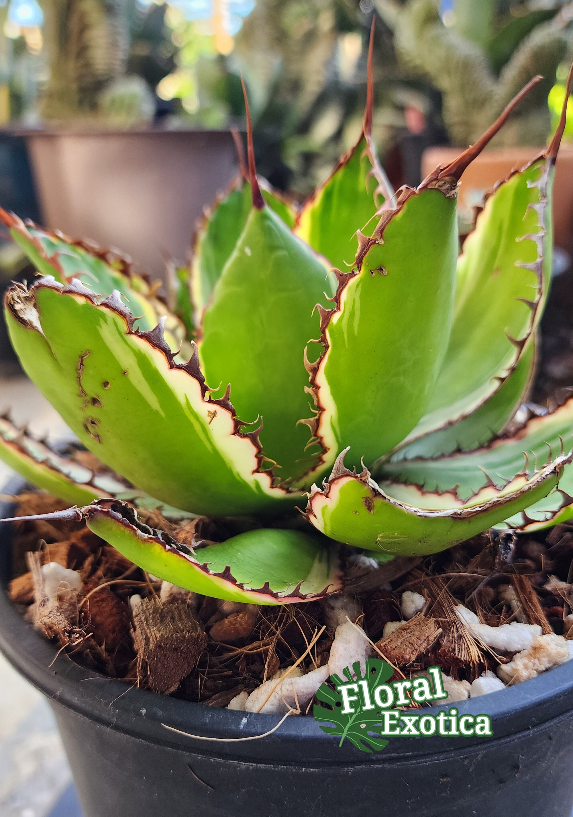 Variegated Agave Bovicornuta - ボビコルヌータ アガベ斑入り- 蕾絲