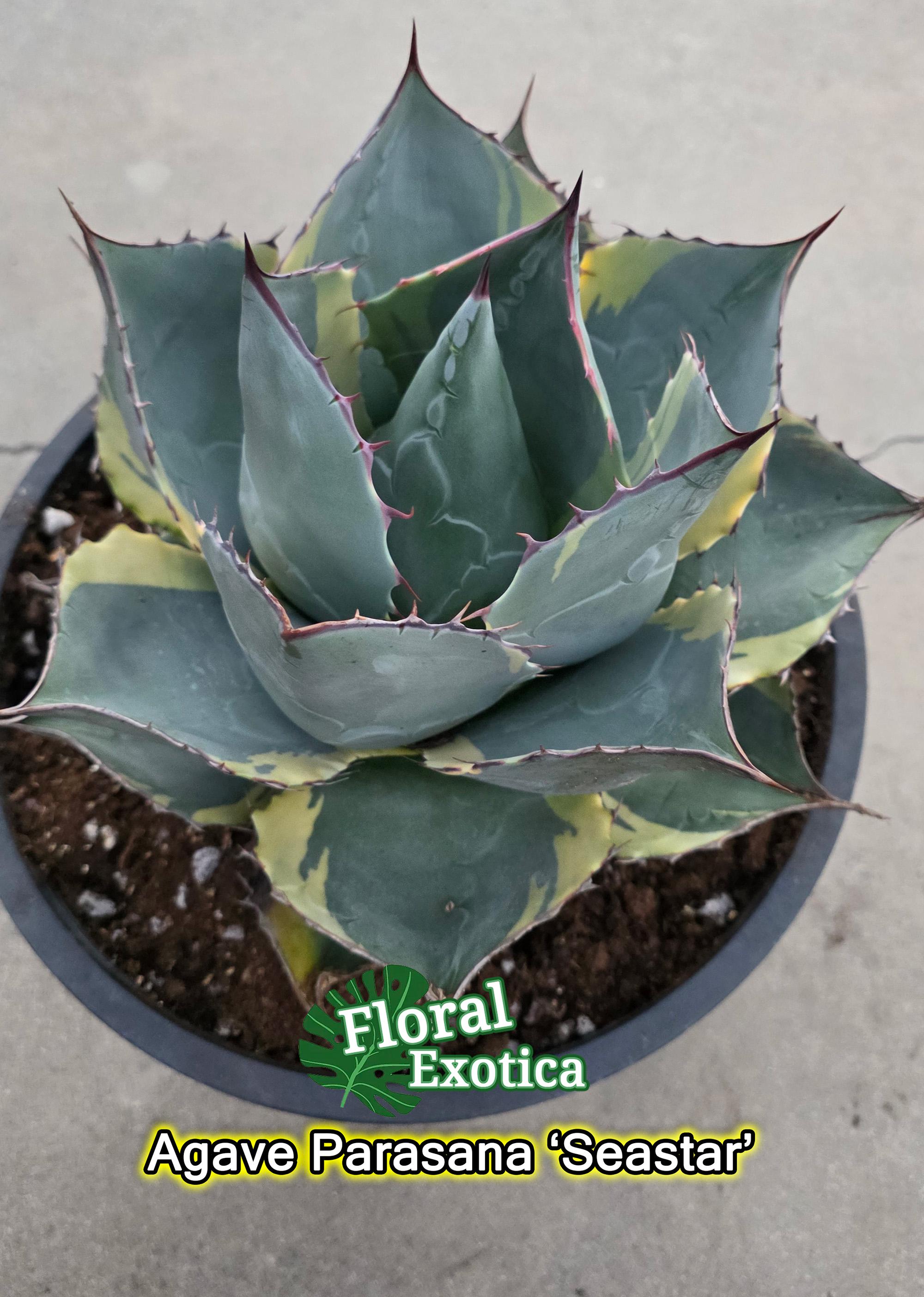 Agave Parrasana 