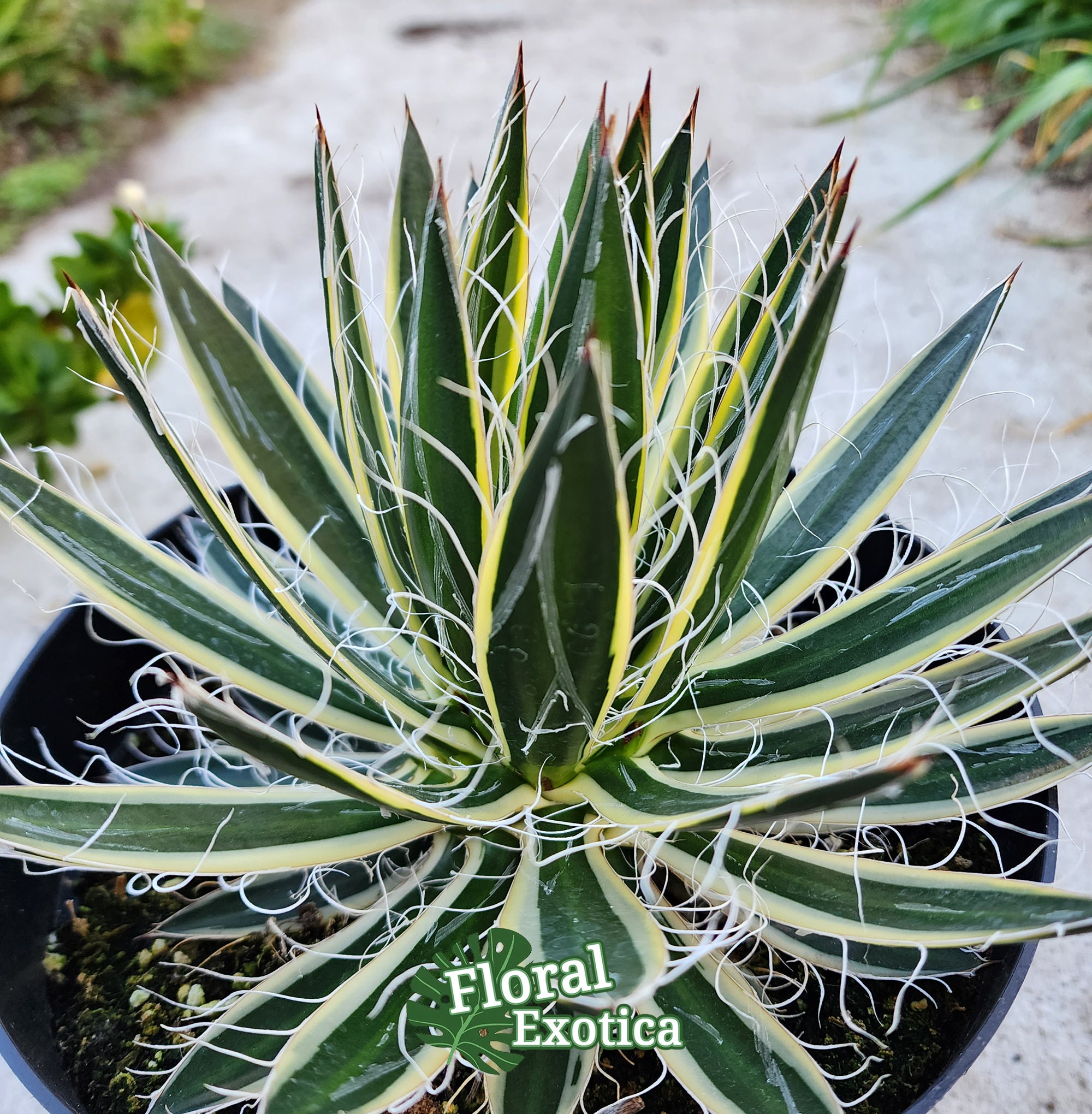 〚美株〛アガベ・シジゲラロイヤルフラッシュ アガベ シジゲラ ロイヤルフラッシュ Agave schidlgera Royal