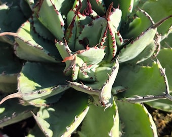 Agave Potatorum 'cubic': Thick Leaf Rosette, Collectible Cultivar - Etsy