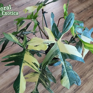 Variegated Philodendron - Florida Beauty - US Seller - Fast US Shipping
