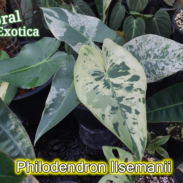 Philodendron Islemanni - High Profile RARE Collector Plant - Via Special Order Only - Message for Details