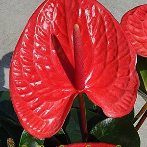 Anthurium Impulz: Full Red Novelty Anthurium - 6 Inch Pot