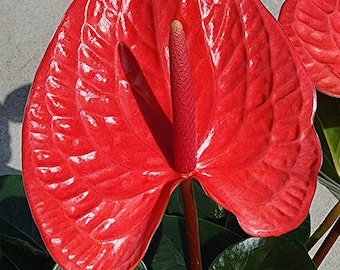 Anthurium Red Beauty Plant Ariel Roots - Etsy