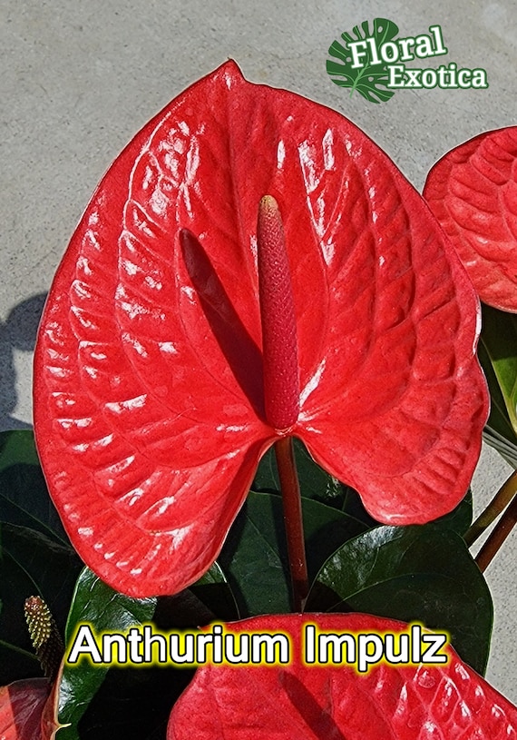 Anthurium Impulz: Full Red Novelty Anthurium - 6 Inch Pot - Etsy