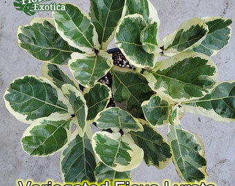 Variegated Ficus Lyrata - Stunning Broad Variegated Fiddle Leave Ficus - Rare Ornamental Plant - Free Shipping - US Stock