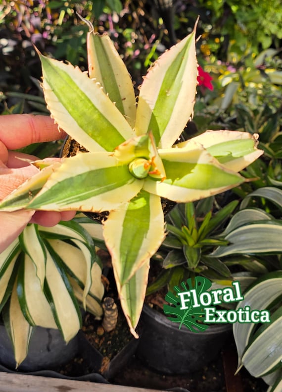 agave titanota スナグルトゥース　カリフォルニア株 Titanota Snaggle Tooth (not Tissue Cultured) - チタノタ スナグル