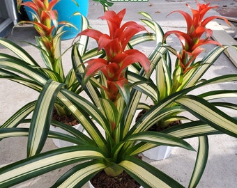 Fancy Bromeliad Guzmania "George" - RARE Variegated Guzmania - Highly Acclaimed Variegated Foliage